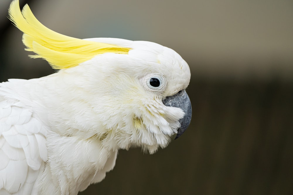 a close up of a white parrot with a yellow mohawk