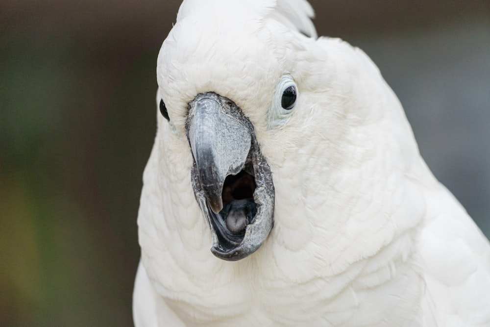 a close up of a white bird with a black beak