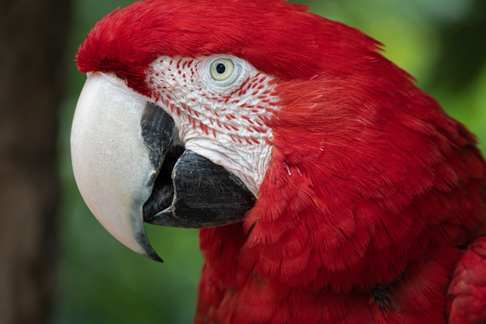 a close up of a red and white parrot