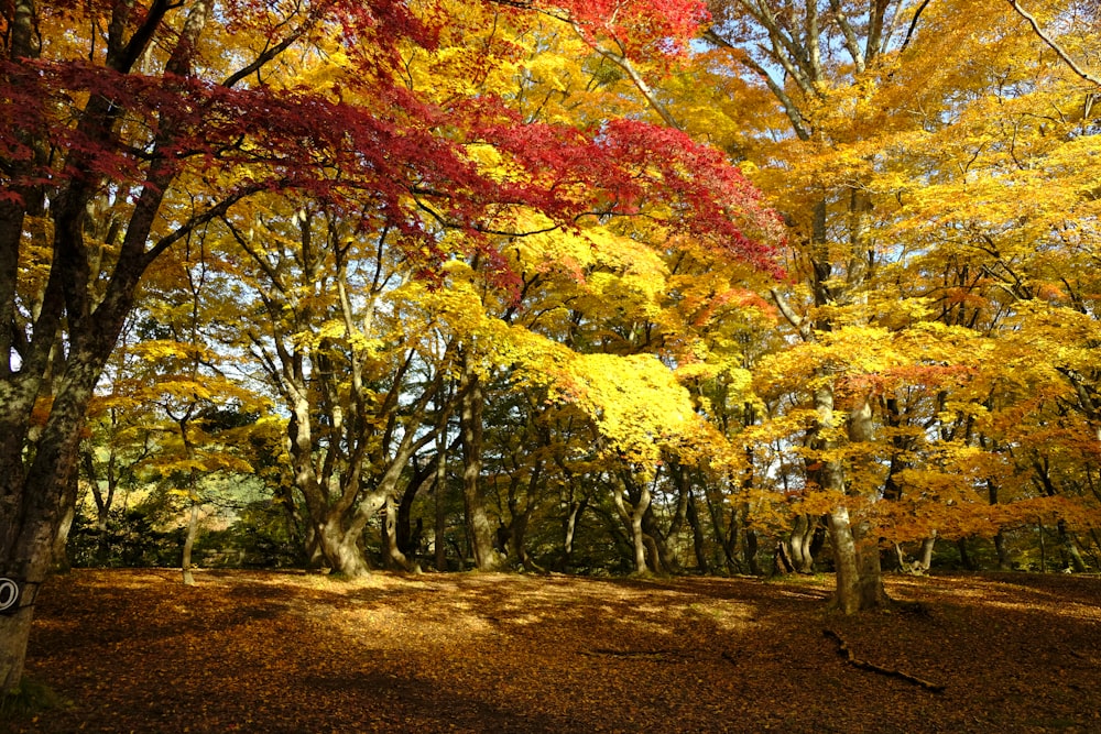 a forest filled with lots of trees covered in fall leaves