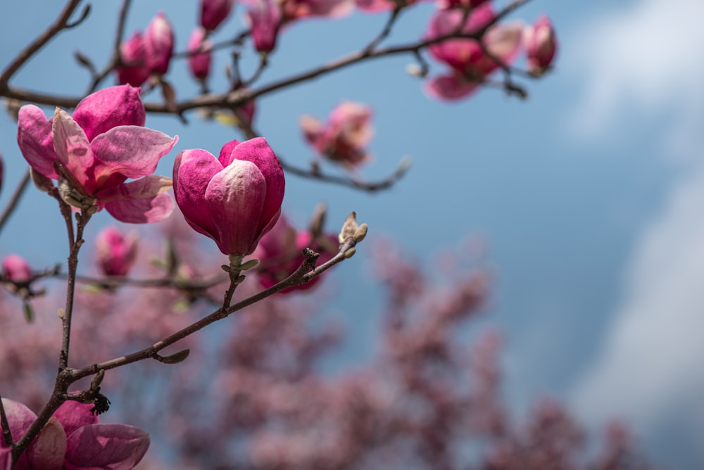 pink flowers blooming on a tree with blue sky in the background