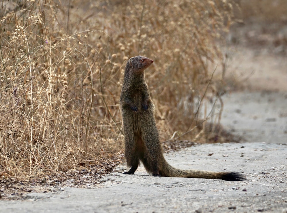 a small animal standing on its hind legs