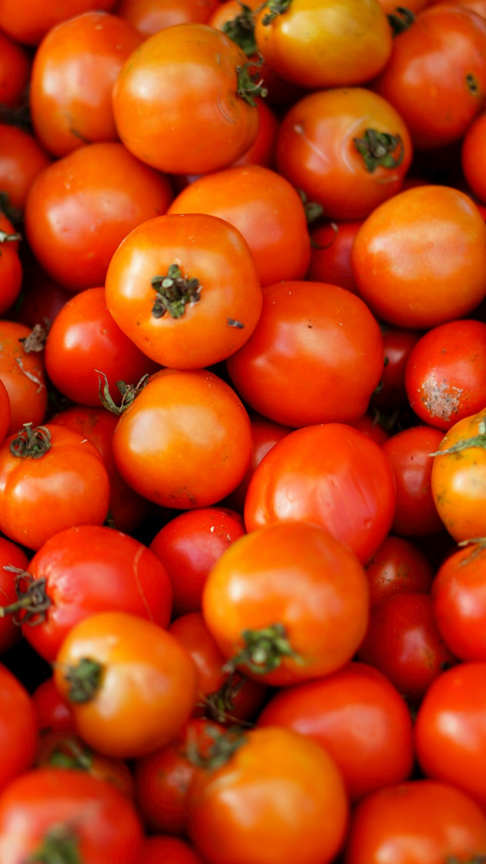 a close up of a bunch of tomatoes