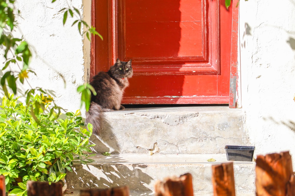 a cat sitting on the step of a door