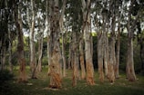 Workers harvesting eucalyptus in a sustainable manner.