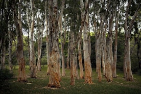 A grove of eucalyptus trees with peeling bark stands in a forest setting. The trunks are mostly straight and tall, with a mix of light and dark hues from the bark and leaves. The ground is covered in grass, and the backdrop includes dense foliage.