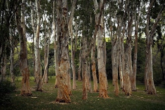 A grove of eucalyptus trees with peeling bark stands in a forest setting. The trunks are mostly straight and tall, with a mix of light and dark hues from the bark and leaves. The ground is covered in grass, and the backdrop includes dense foliage.