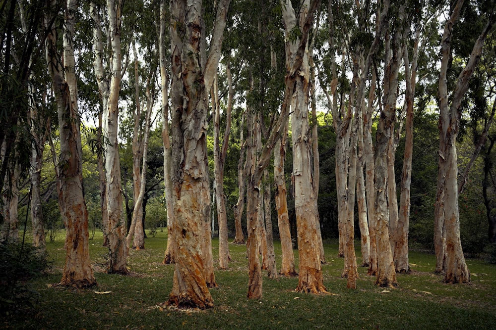 a group of trees that are standing in the grass