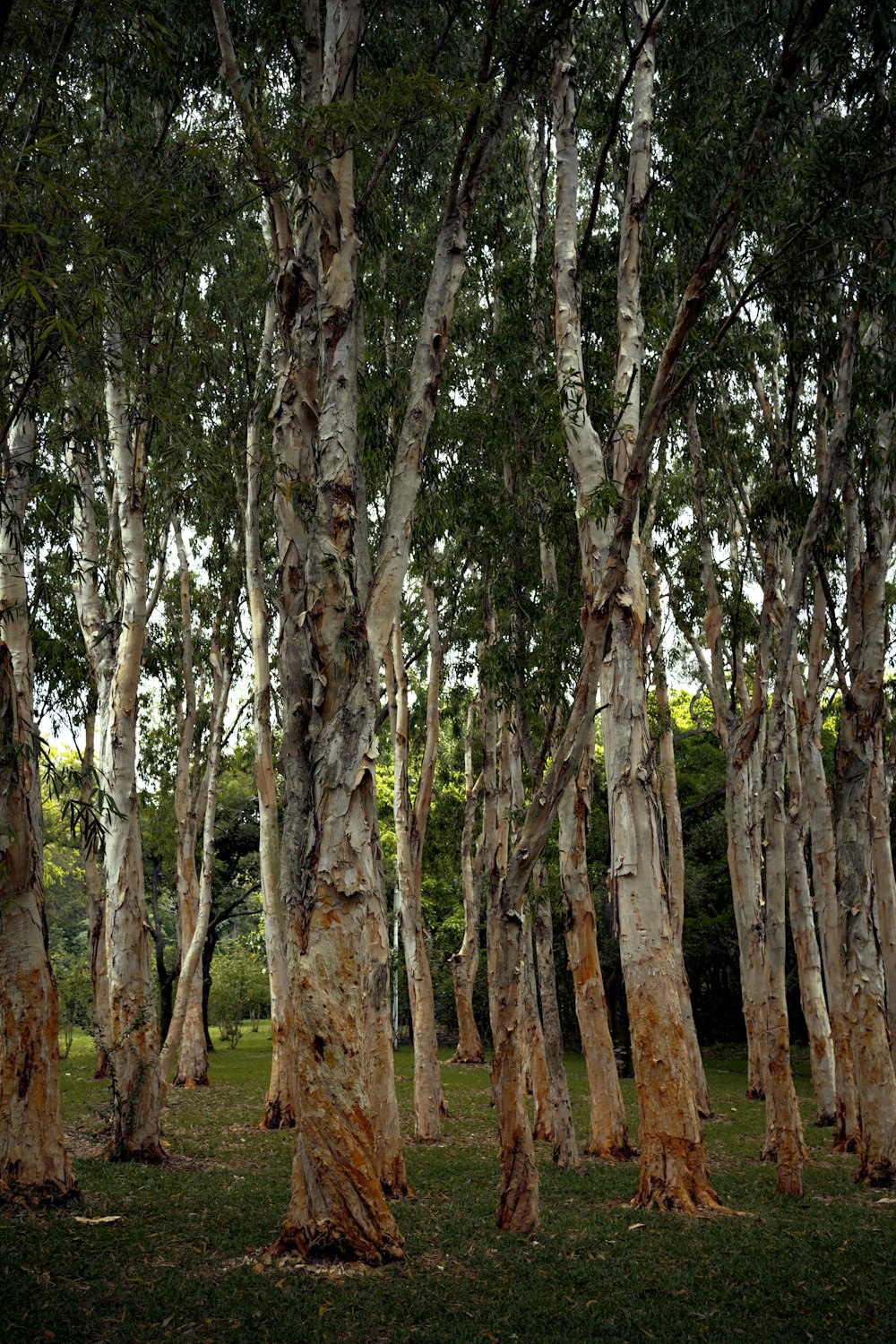 a group of trees that are standing in the grass