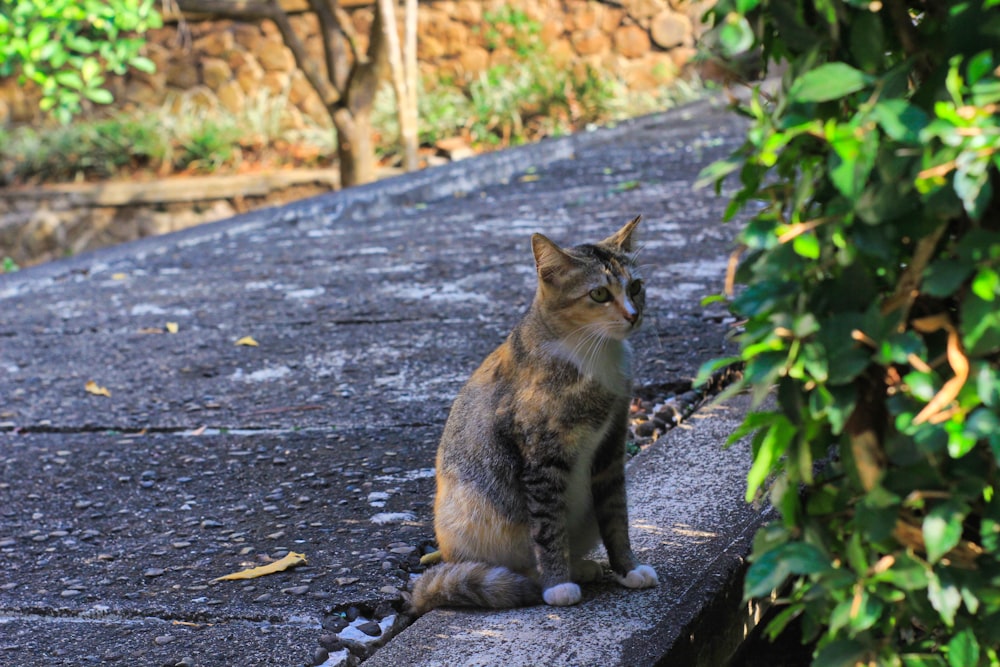 a cat is sitting on a ledge outside