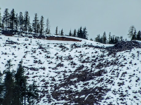 A snowy landscape with patches of exposed soil and numerous tree stumps indicating a deforested area. Surrounding the cleared land are some remaining tall evergreen trees.