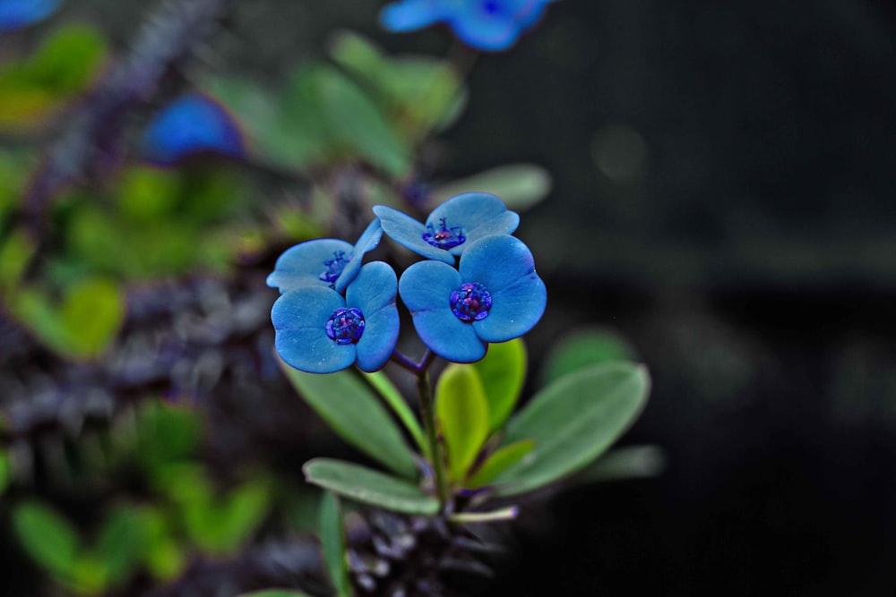 a group of blue flowers sitting on top of a green plant