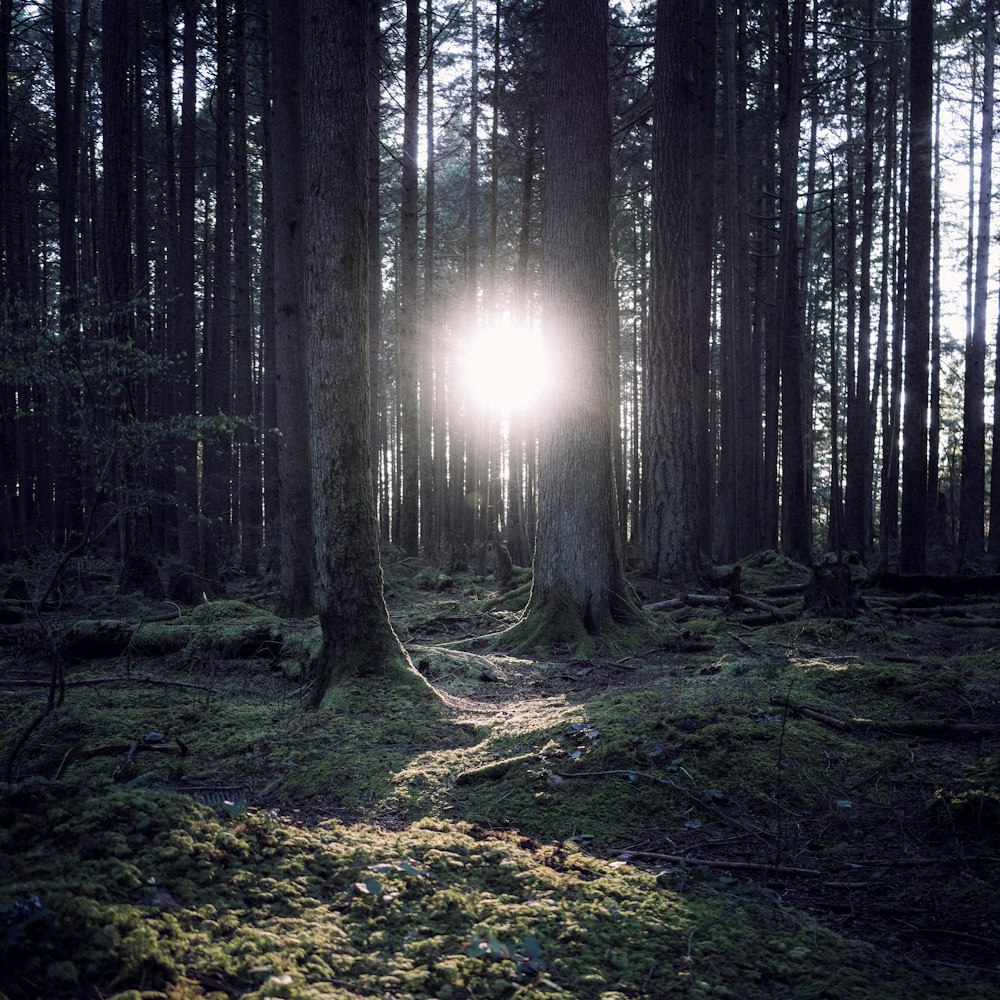 the sun is shining through the trees in the forest