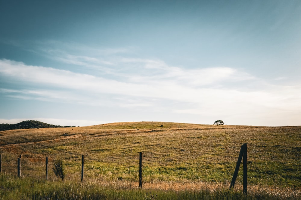 a field with a fence and a lone tree in the distance