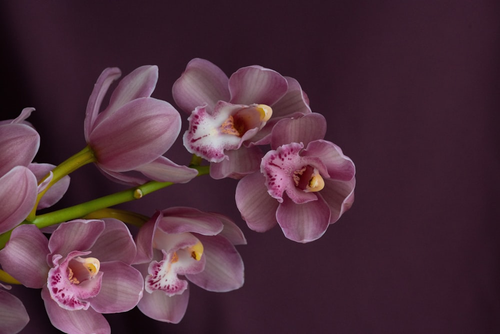 a bunch of pink flowers sitting on top of a table