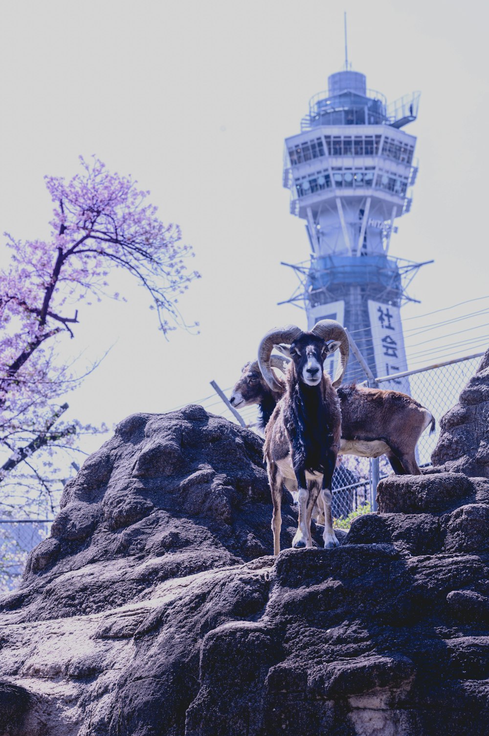 a ram standing on top of a pile of rocks