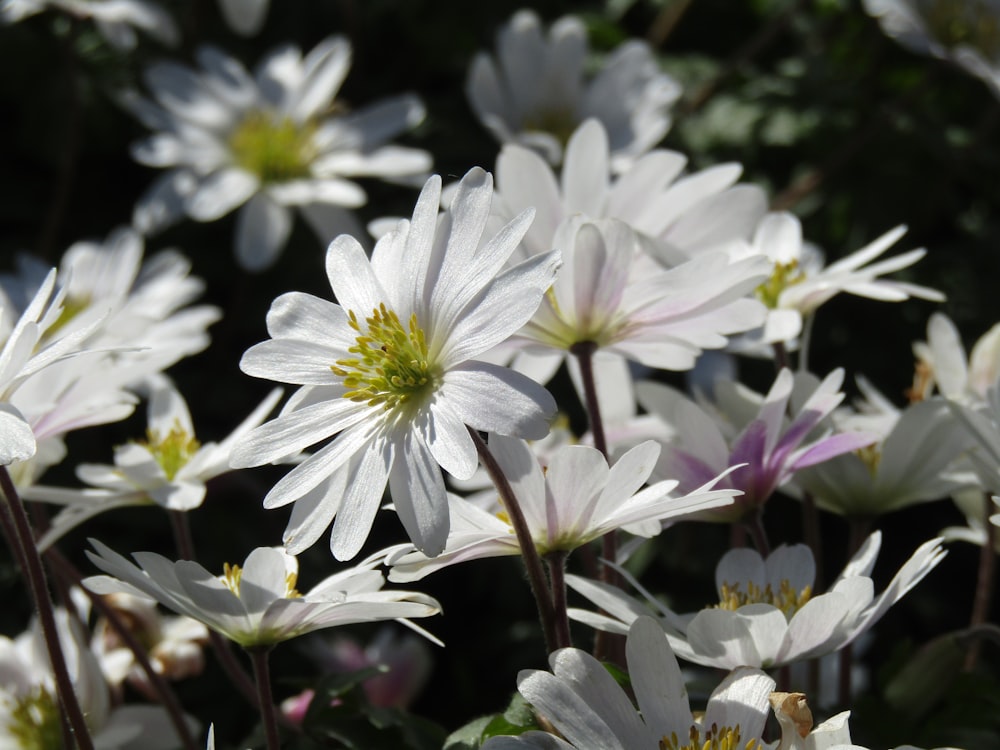 a bunch of white flowers that are in the grass