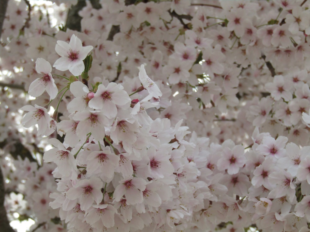 a bunch of flowers that are on a tree