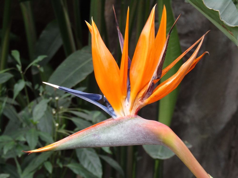 a close up of a flower with leaves in the background