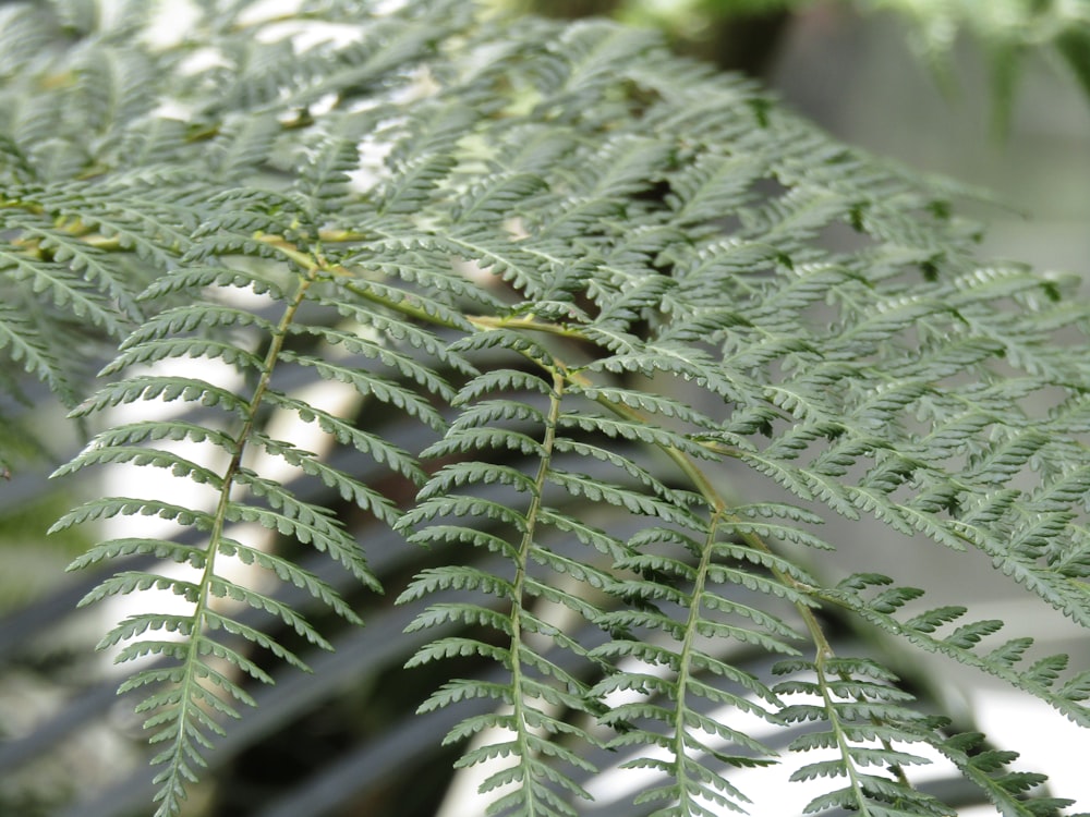 a close up of a green leafy plant