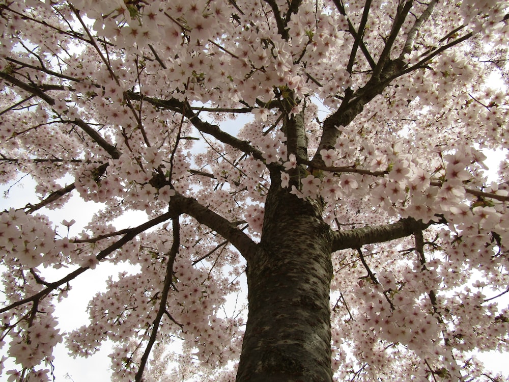 a tall tree with lots of pink flowers on it