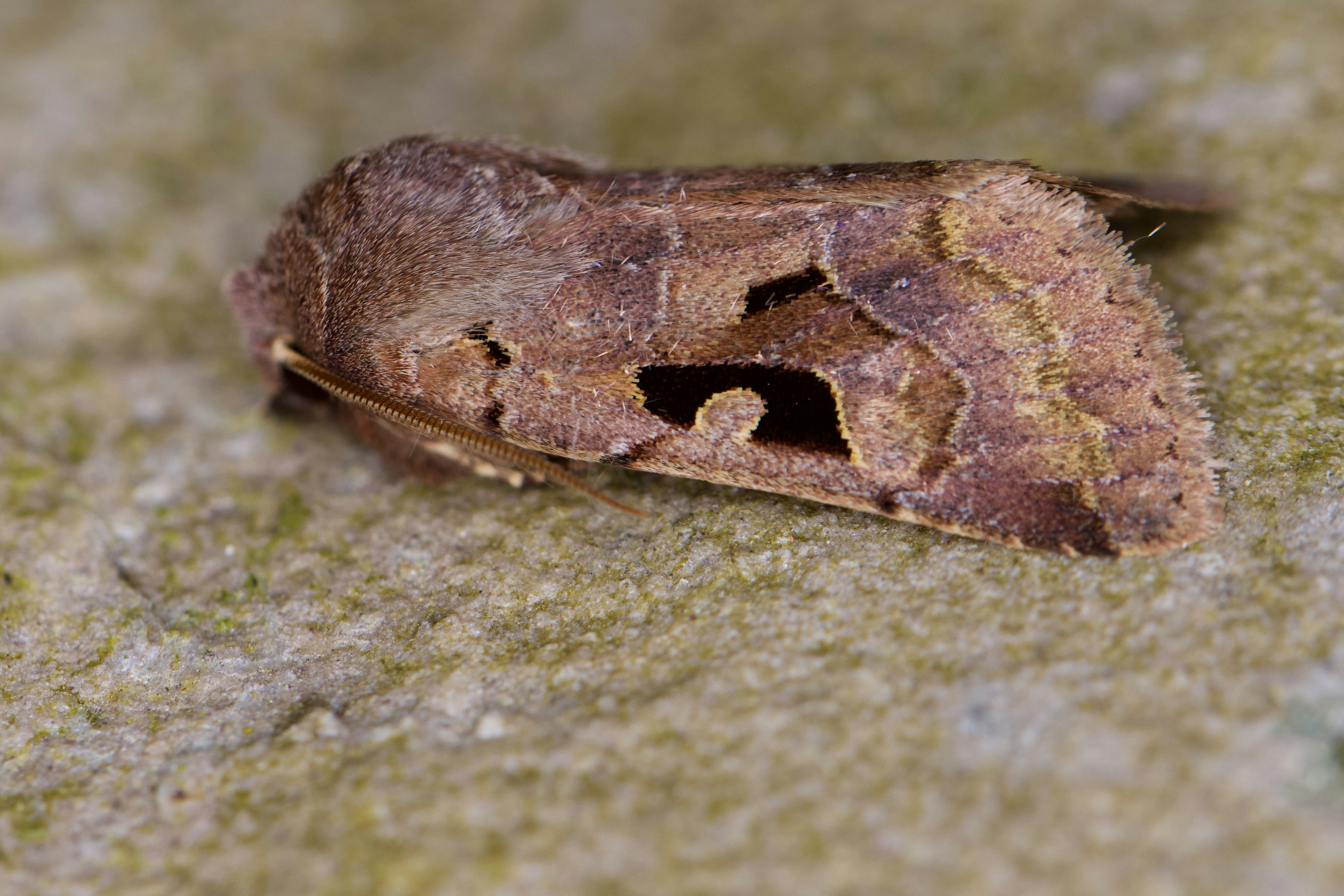Common Bagworm Moth