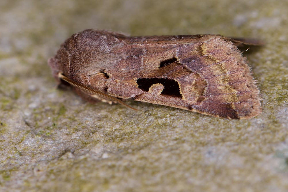 a close up of a moth on a rock