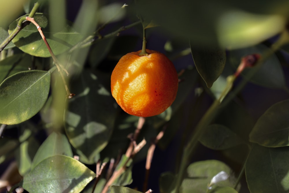 an orange hanging from a tree with leaves