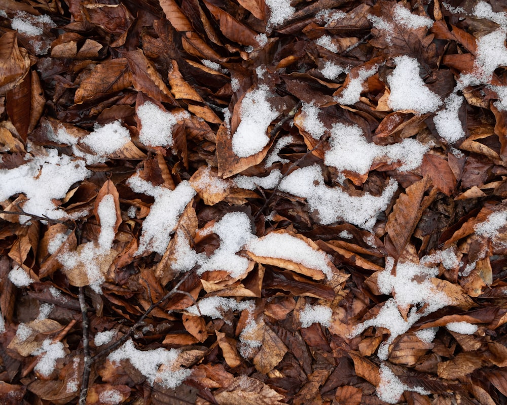 a pile of snow sitting on top of a pile of leaves