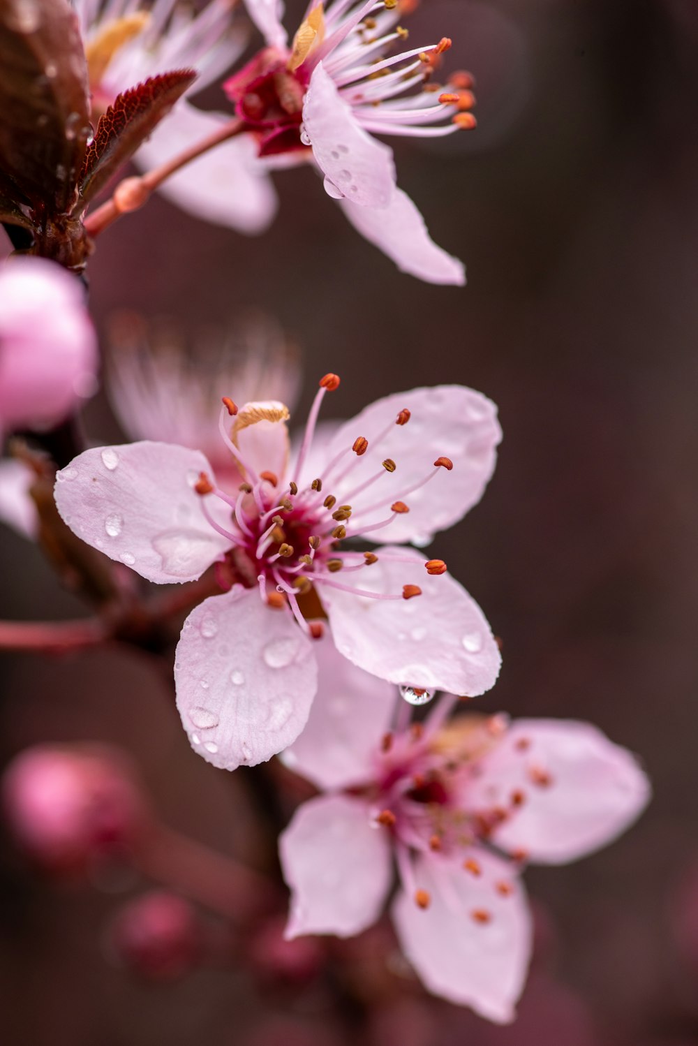 a close up of a flower with water droplets on it