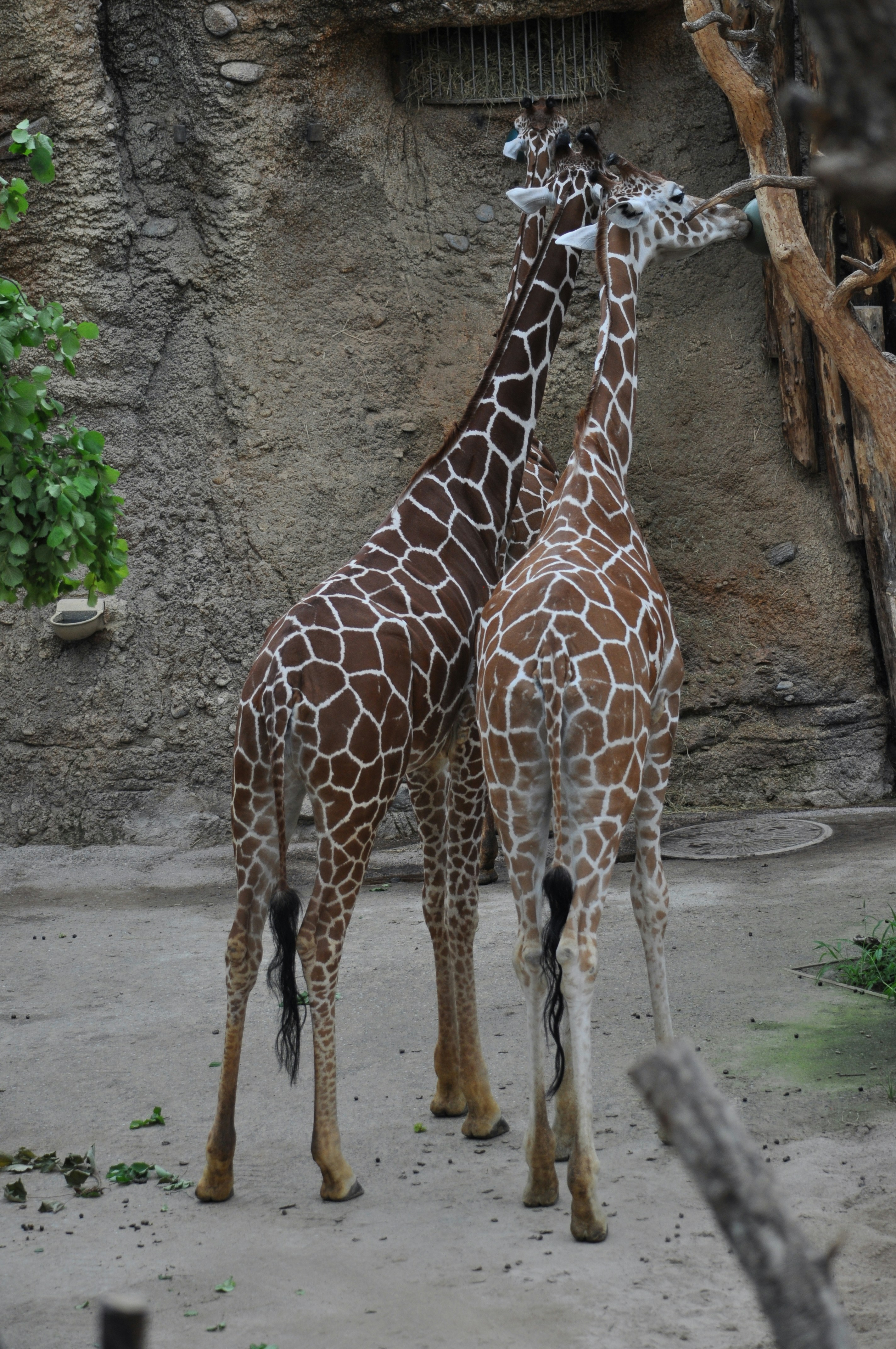 Un couple de girafes debout l’un à côté de l’autre photo Photo Zurich