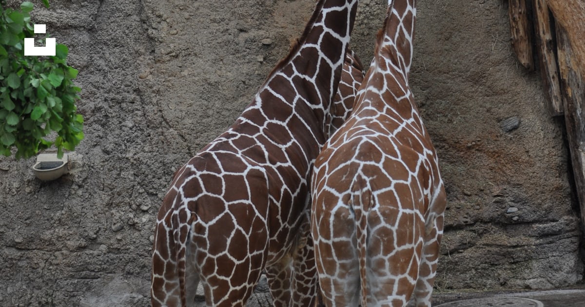 Un couple de girafes debout l’un à côté de l’autre photo Photo Zurich