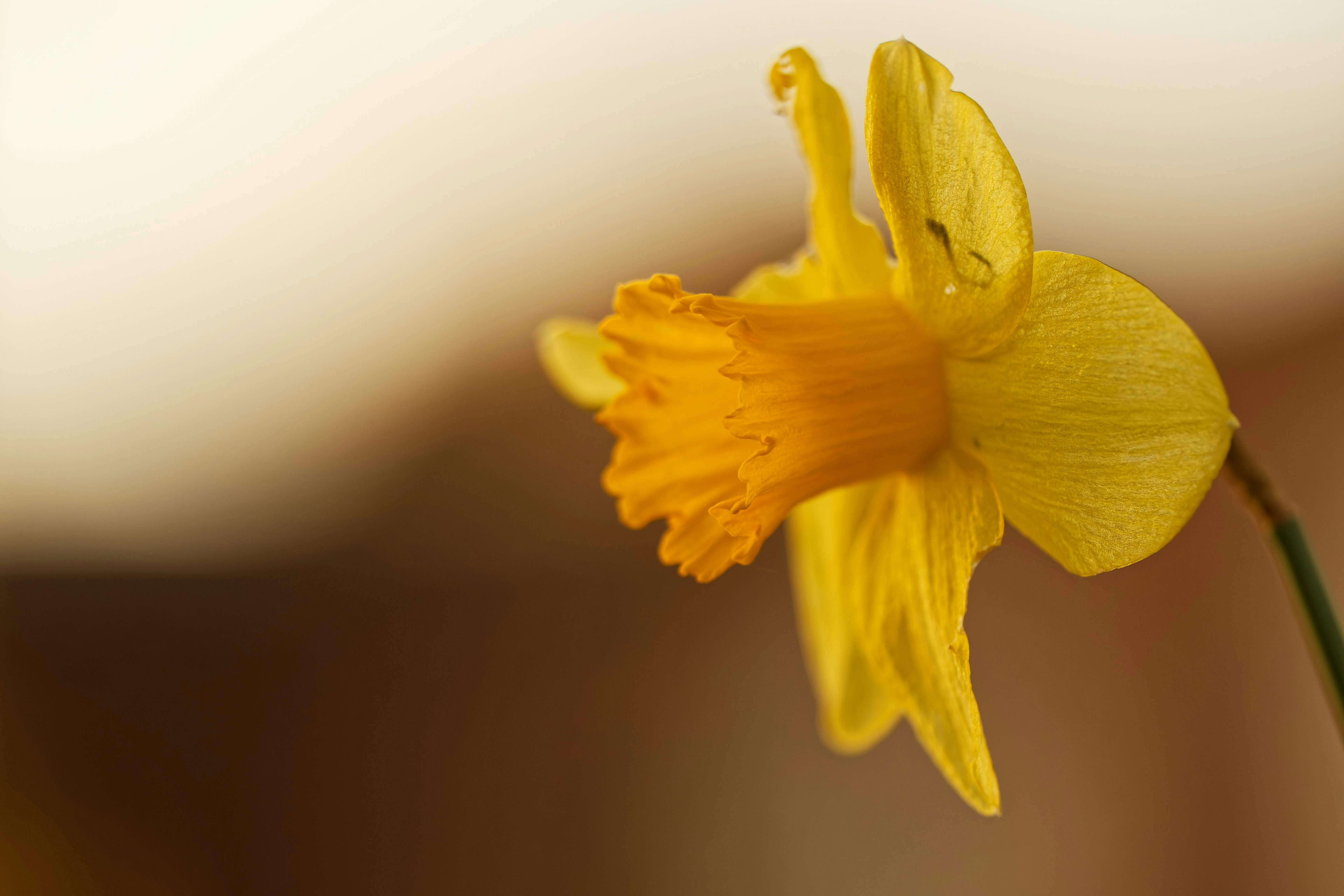 a close up of a yellow flower with a blurry background