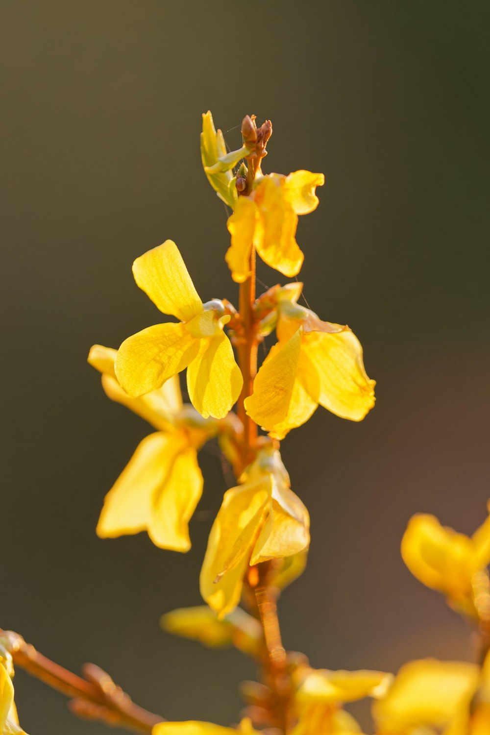 a close up of a plant with yellow flowers