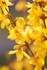 a close up of a bunch of yellow flowers