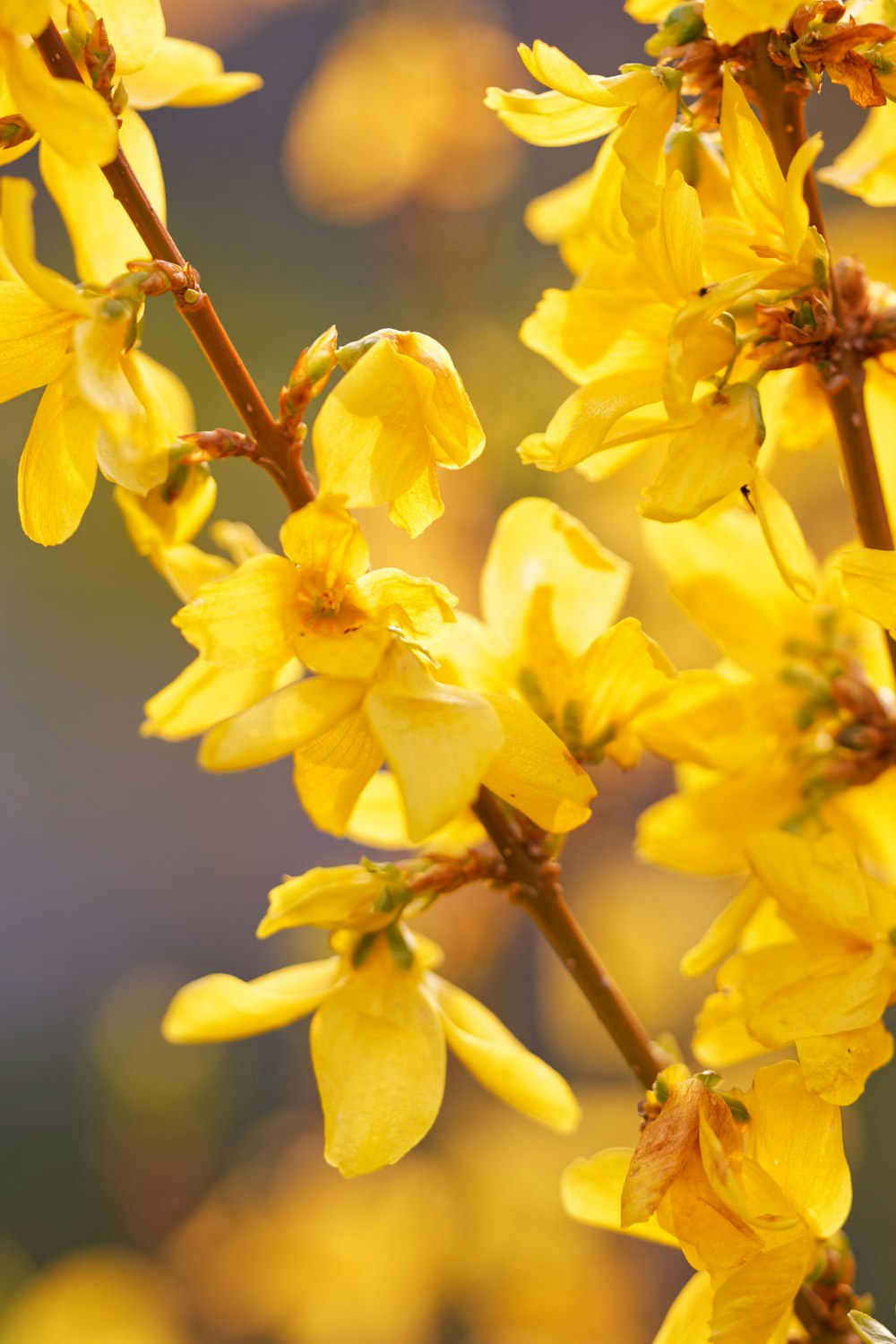 a close up of a bunch of yellow flowers