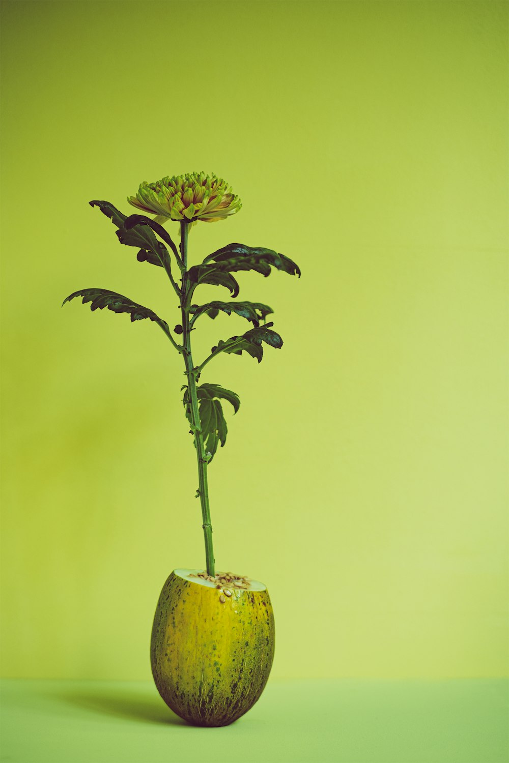 a plant in a vase on a green surface