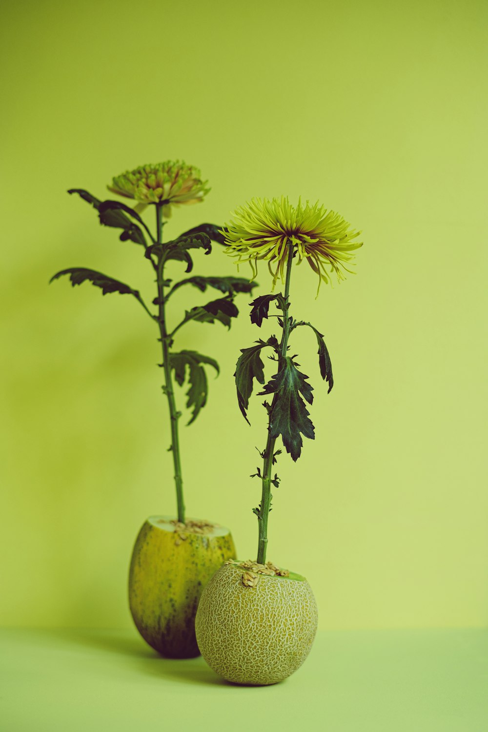 a couple of flowers that are in some kind of vase