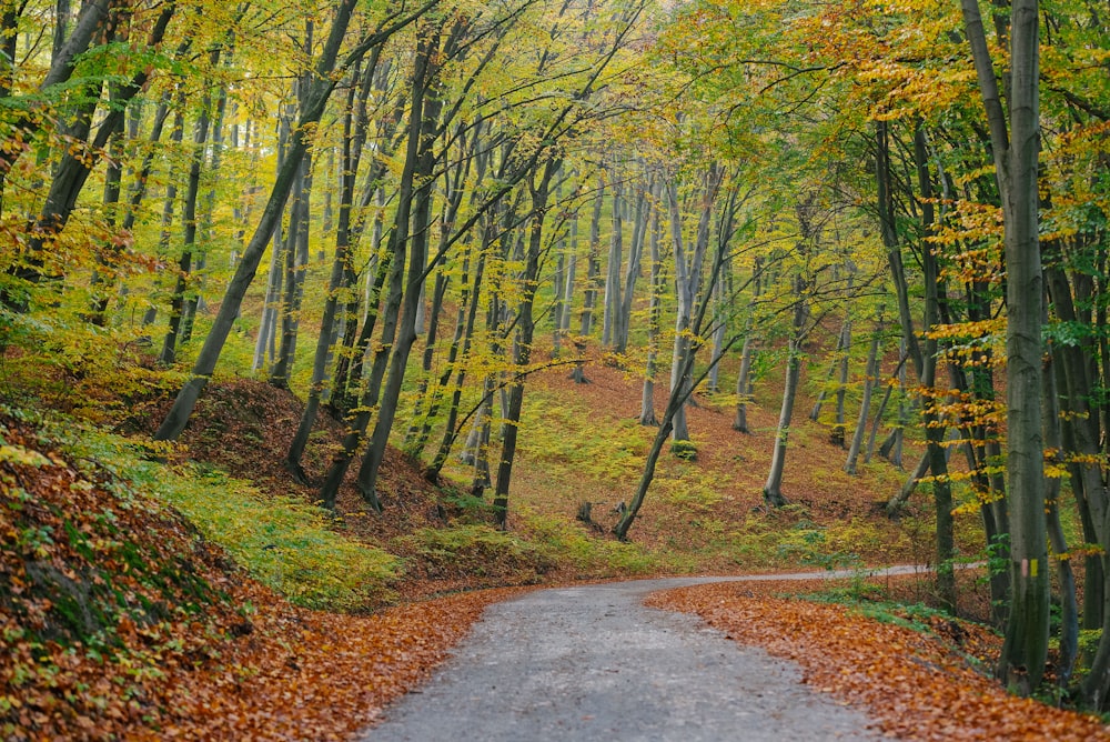 a road in the middle of a forest with lots of trees