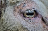 Close-up of an animal's eye with detailed focus on the surrounding fur and skin texture.