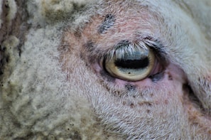 Close-up of an animal's eye with detailed focus on the surrounding fur and skin texture.