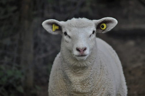 A breeder tagging sheep for genetic tracking in a rural farm