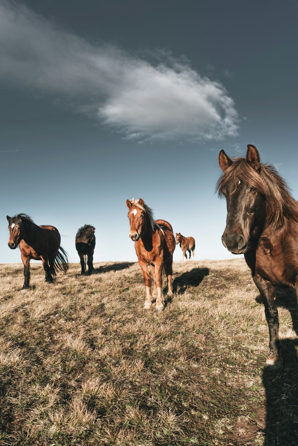 um rebanho de cavalos em pé em cima de um campo coberto de grama