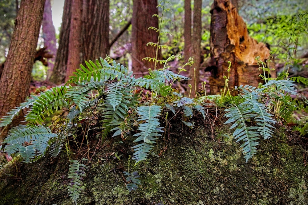 a moss covered rock in the middle of a forest