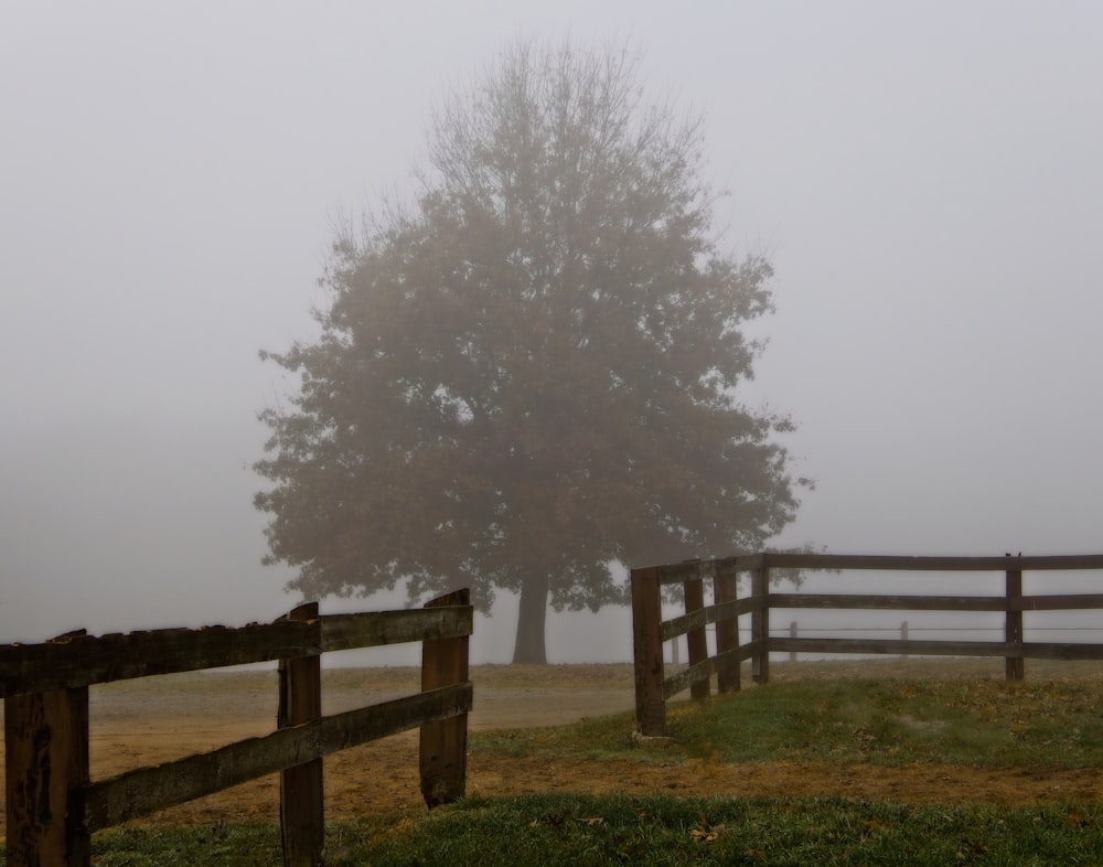 a foggy field with a fence and a tree