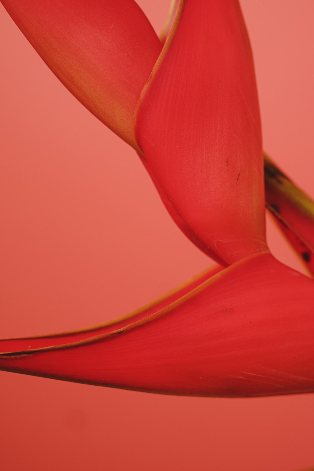 a close up of a red flower on a pink background