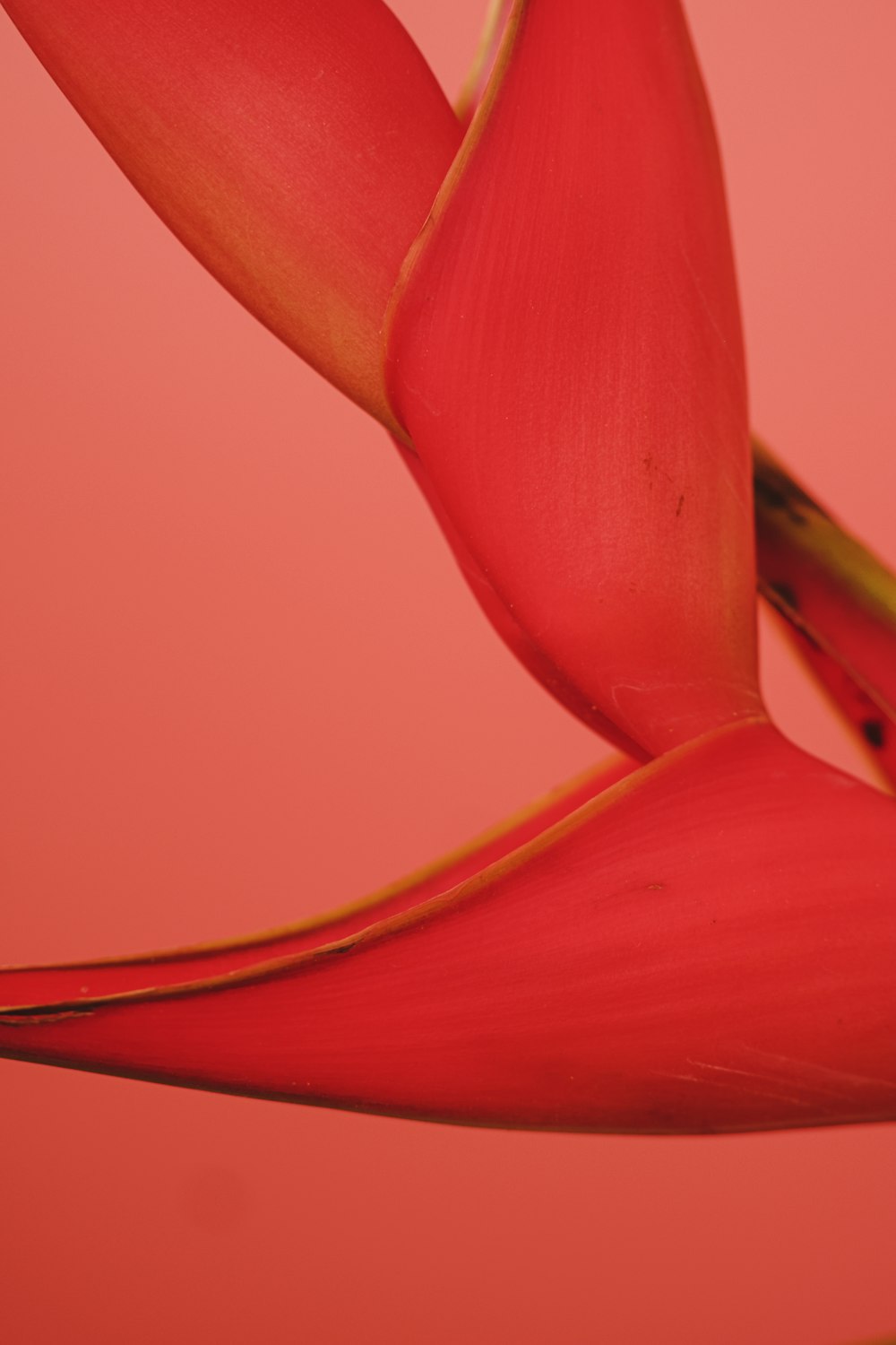 Un primer plano de una flor roja sobre un fondo rosa