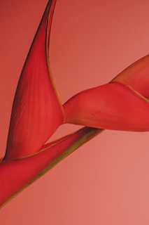 Vibrant close-up of colorful tropical flowers native to Latin America.