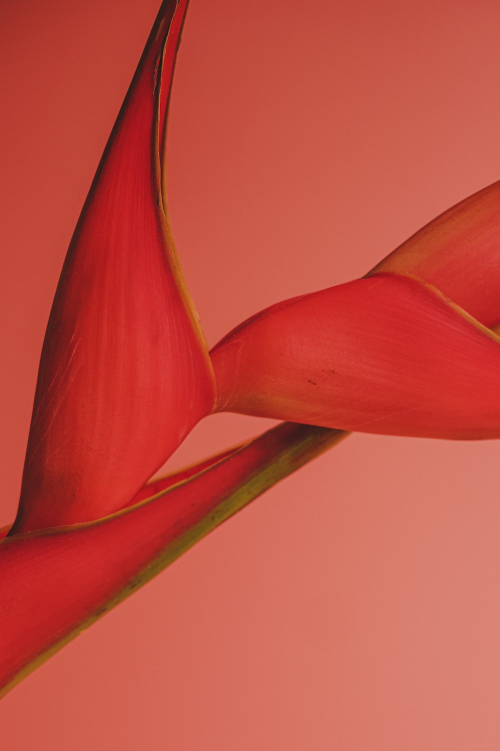 a close up of a red flower on a pink background