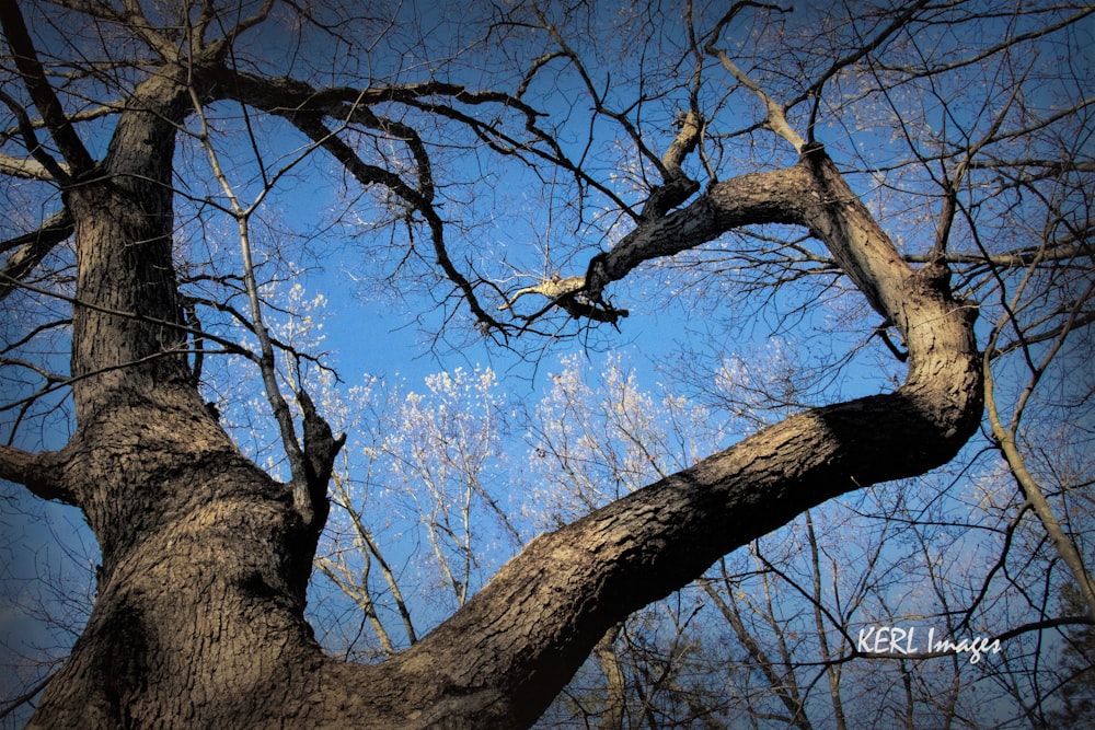 a tree with no leaves and a blue sky in the background